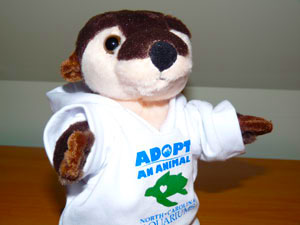 adopt a stuffed animal