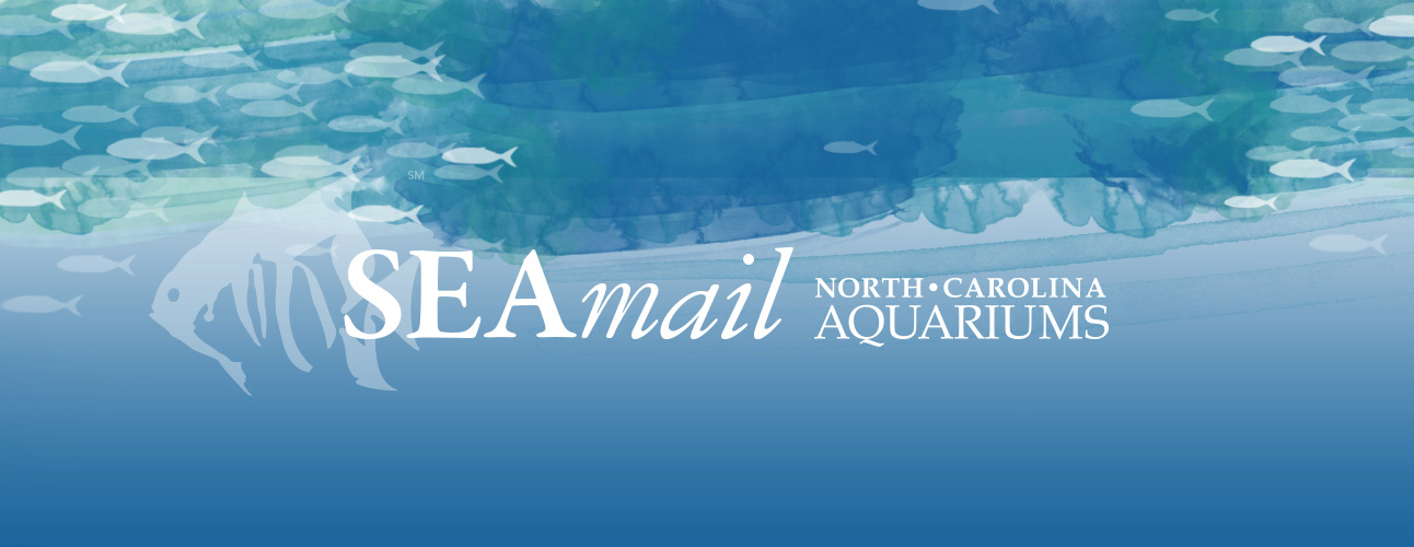 SEAmail North Carolina Aquarium Society