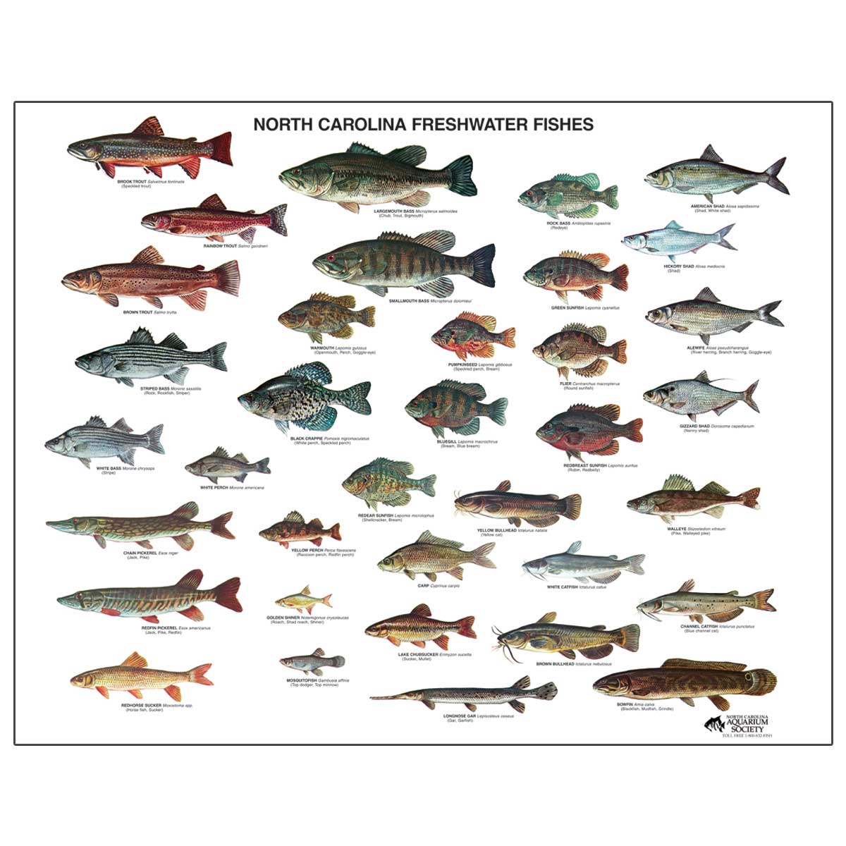 NC Freshwater Fish Poster  North Carolina Aquarium Society