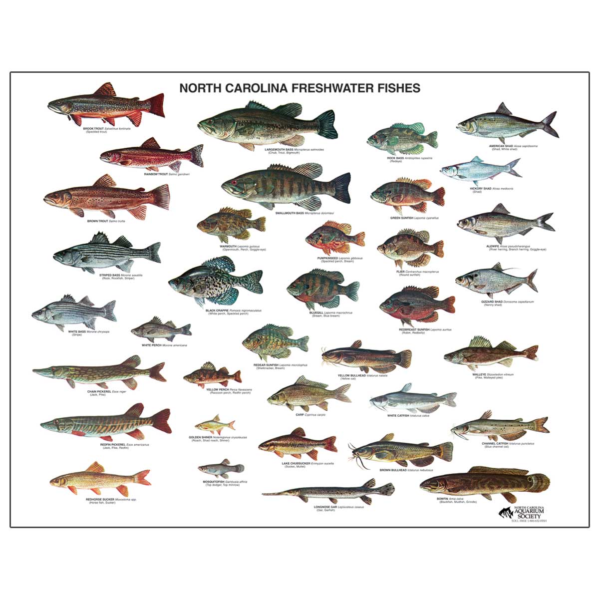 NC Freshwater Fish Poster North Carolina Aquarium Society