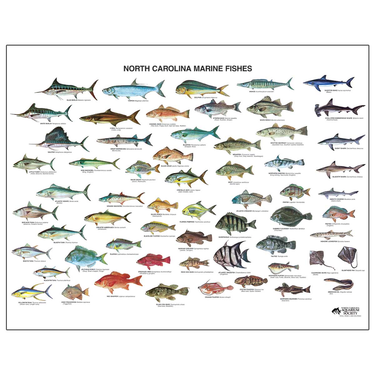 Marine fish identification slate with names Vector Image