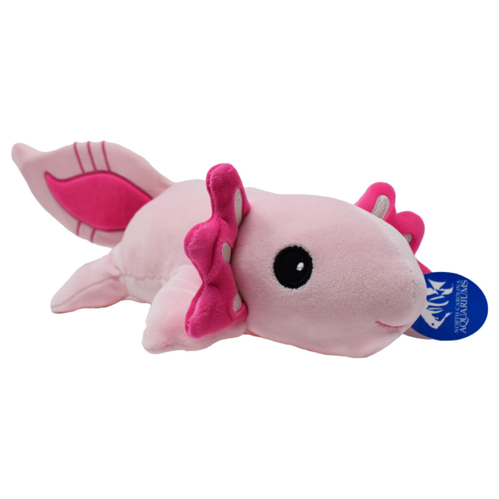 Axolotl 10.5″ Plush | North Carolina Aquarium Society